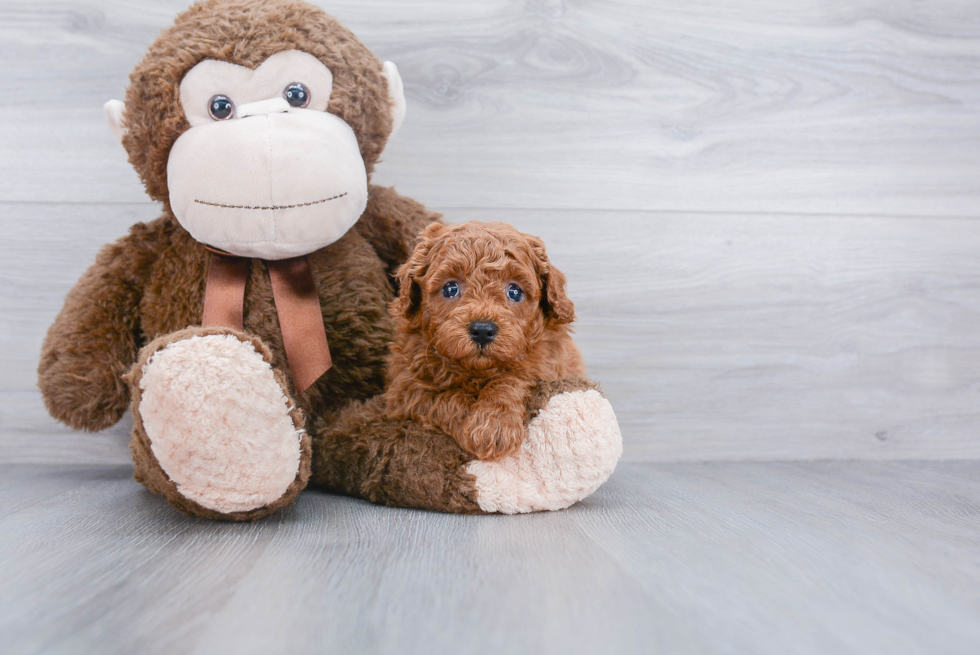 Cavapoo Pup Being Cute