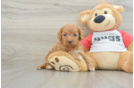 Fluffy Cavapoo Poodle Mix Pup