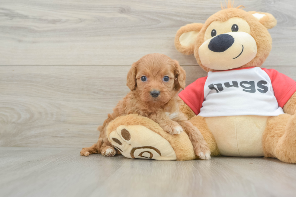 Fluffy Cavapoo Poodle Mix Pup