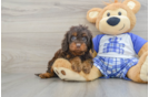 Cavapoo Puppy for Adoption