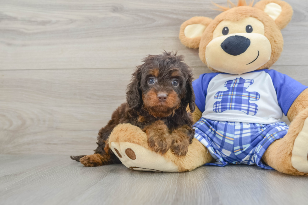 Cavapoo Puppy for Adoption