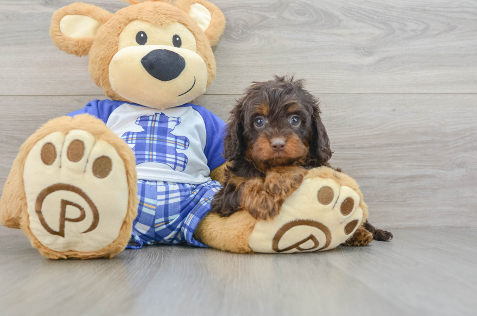 5 week old Cavapoo Puppy For Sale - Premier Pups