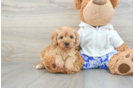 Fluffy Cavapoo Poodle Mix Pup