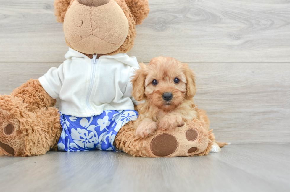 5 week old Cavapoo Puppy For Sale - Premier Pups