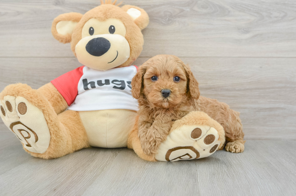 5 week old Cavapoo Puppy For Sale - Premier Pups