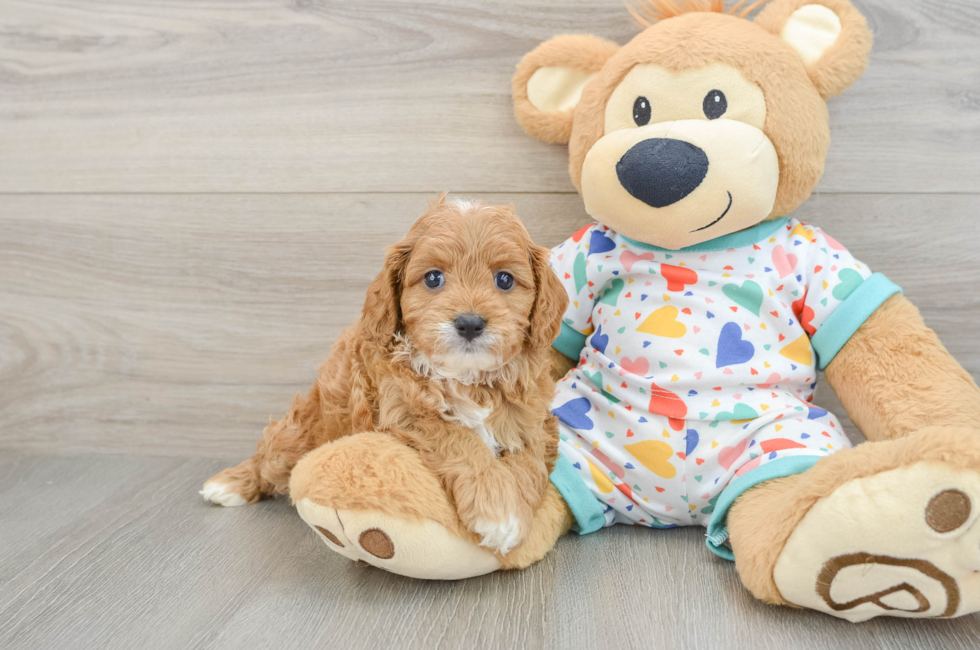6 week old Cavapoo Puppy For Sale - Premier Pups