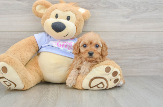 Cavapoo Pup Being Cute
