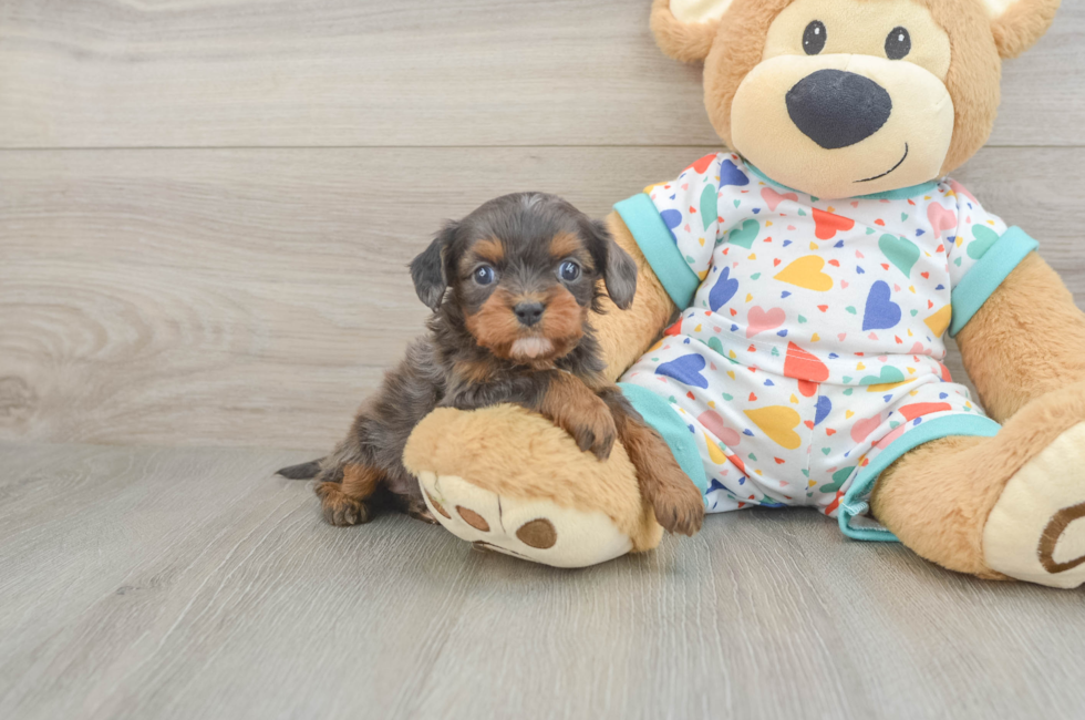 5 week old Cavapoo Puppy For Sale - Premier Pups