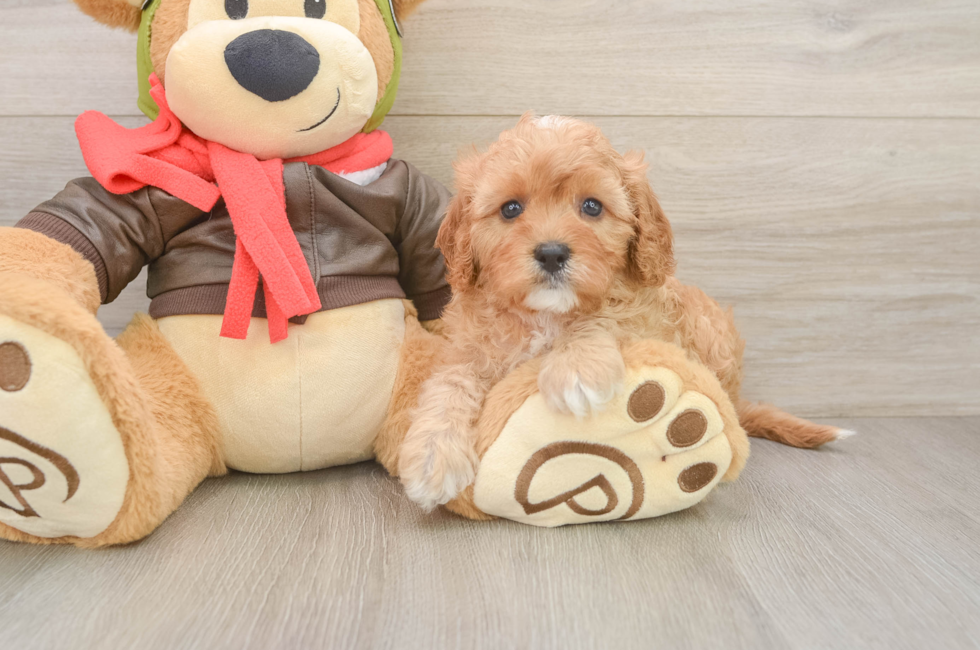 6 week old Cavapoo Puppy For Sale - Premier Pups