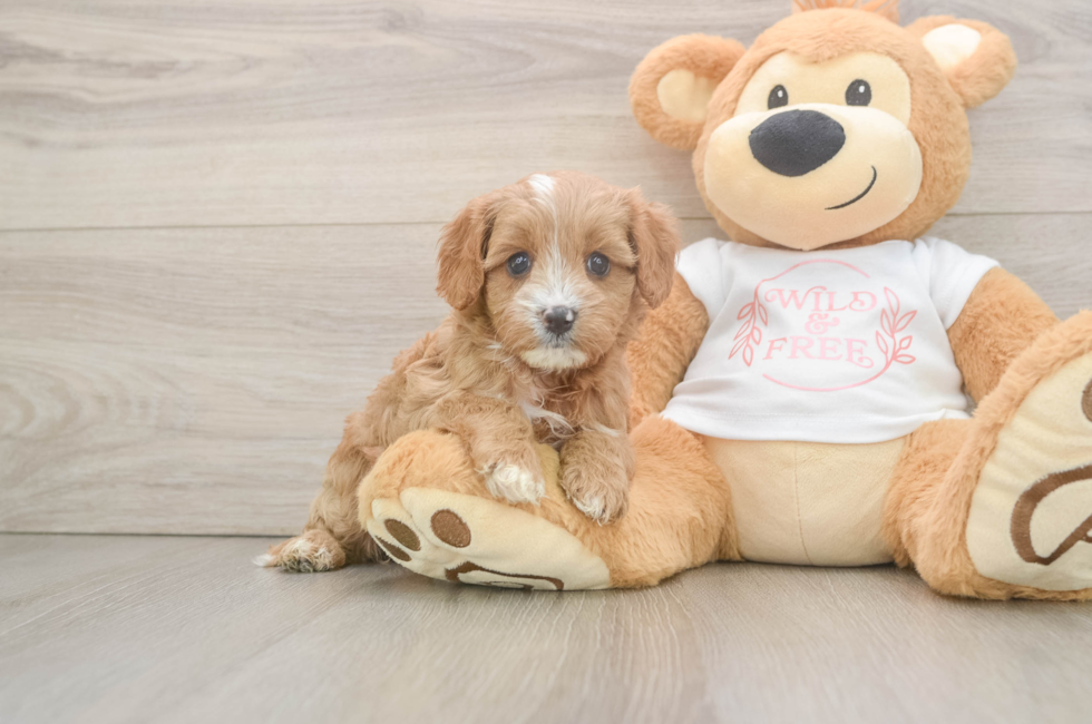 5 week old Cavapoo Puppy For Sale - Premier Pups