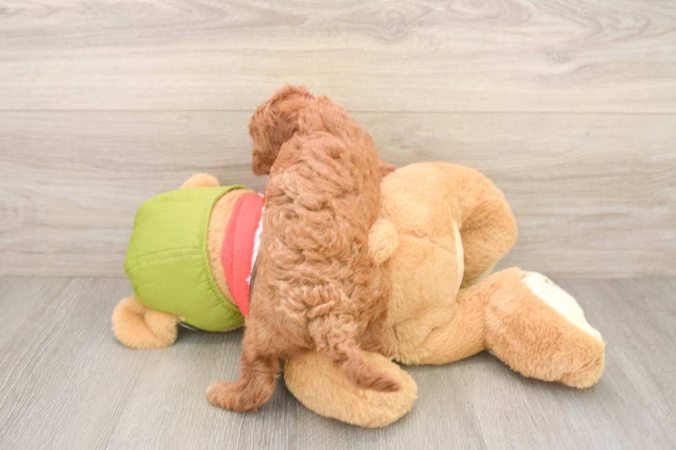 Cavapoo Puppy for Adoption