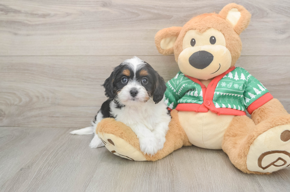 5 week old Cavapoo Puppy For Sale - Premier Pups