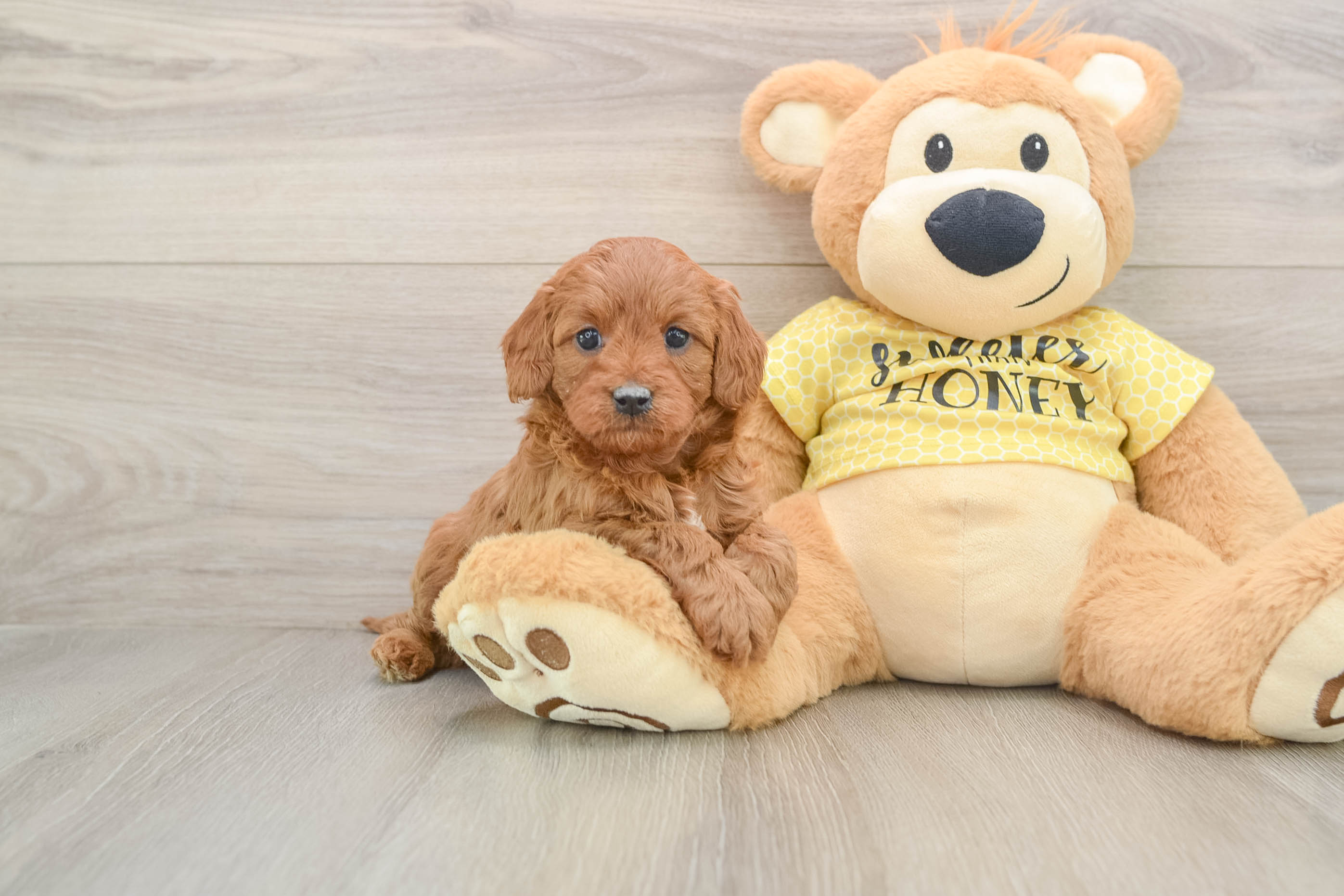 Cute Cavapoo Baby