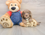 8 week old Cavapoo Puppy For Sale - Premier Pups