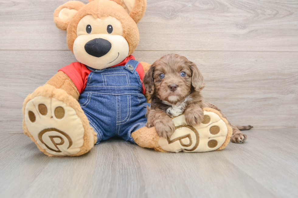 Sweet Cavapoo Baby