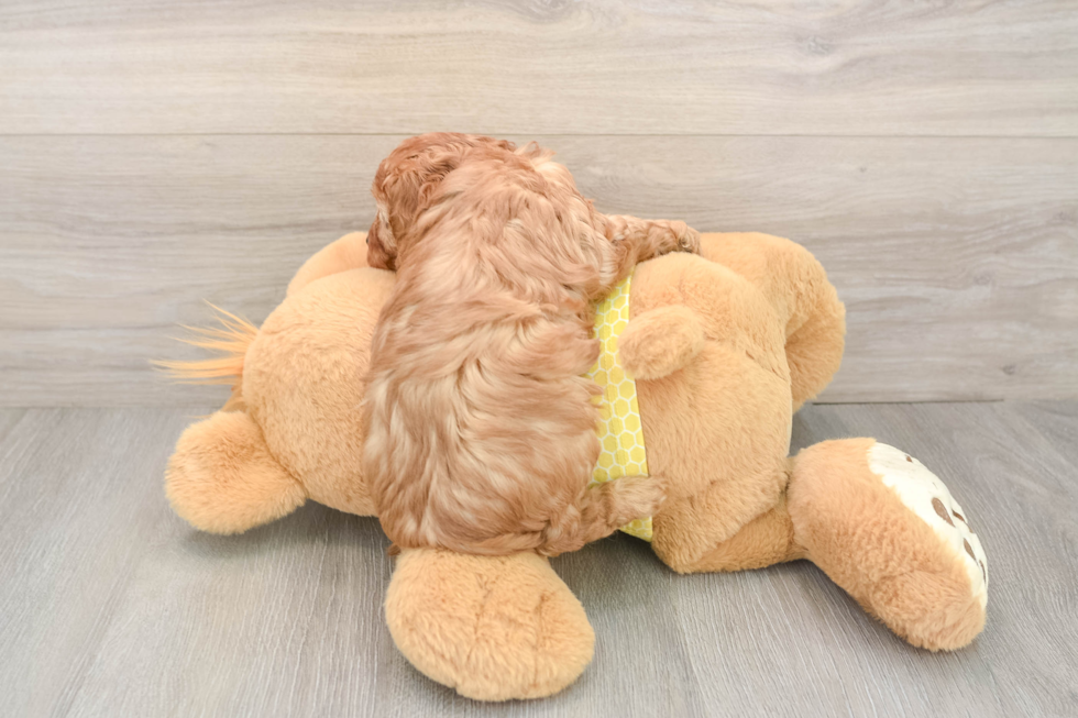 Cavapoo Puppy for Adoption