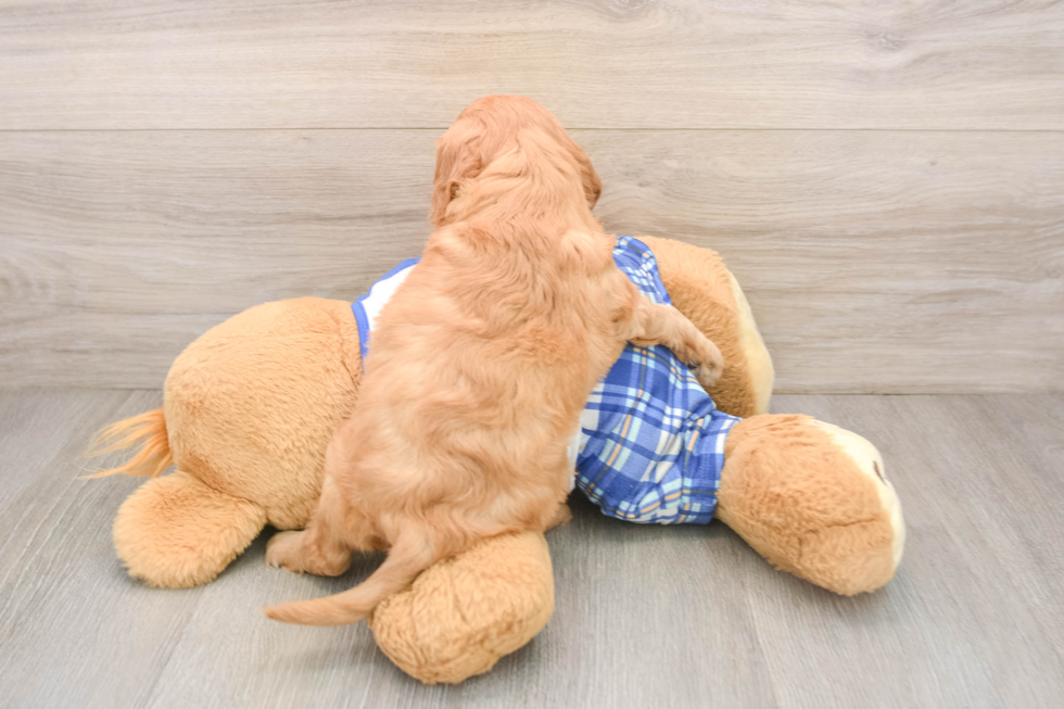 Cavapoo Pup Being Cute