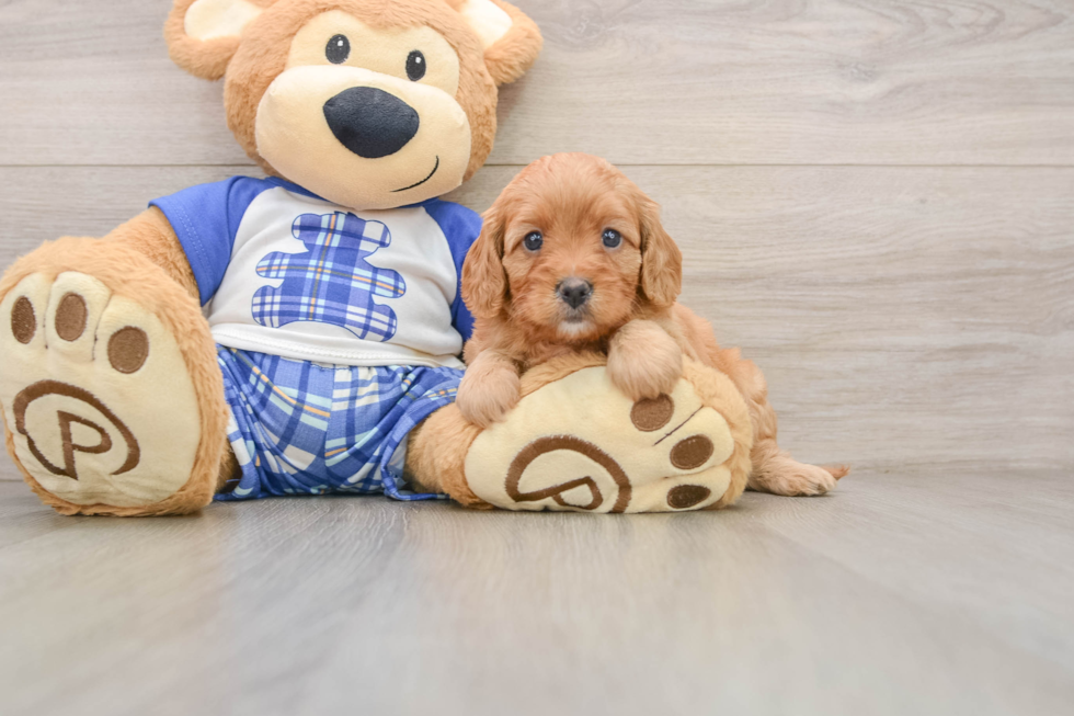 Petite Cavapoo Poodle Mix Pup
