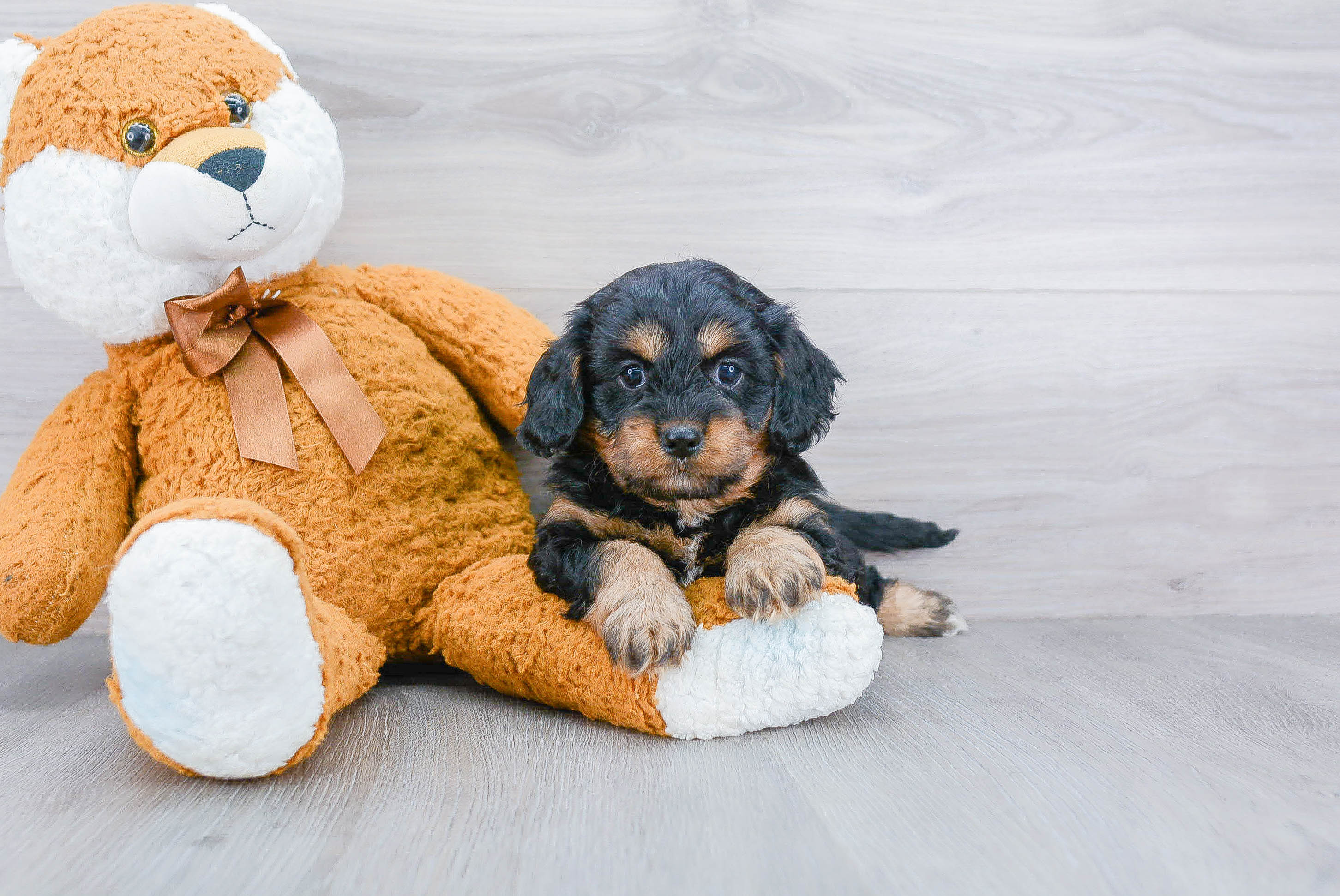 Small Cavapoo Baby