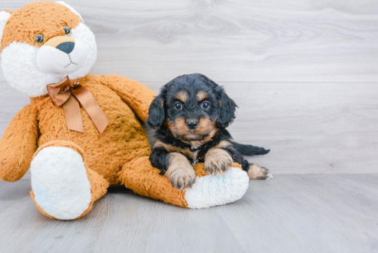 Small Cavapoo Baby