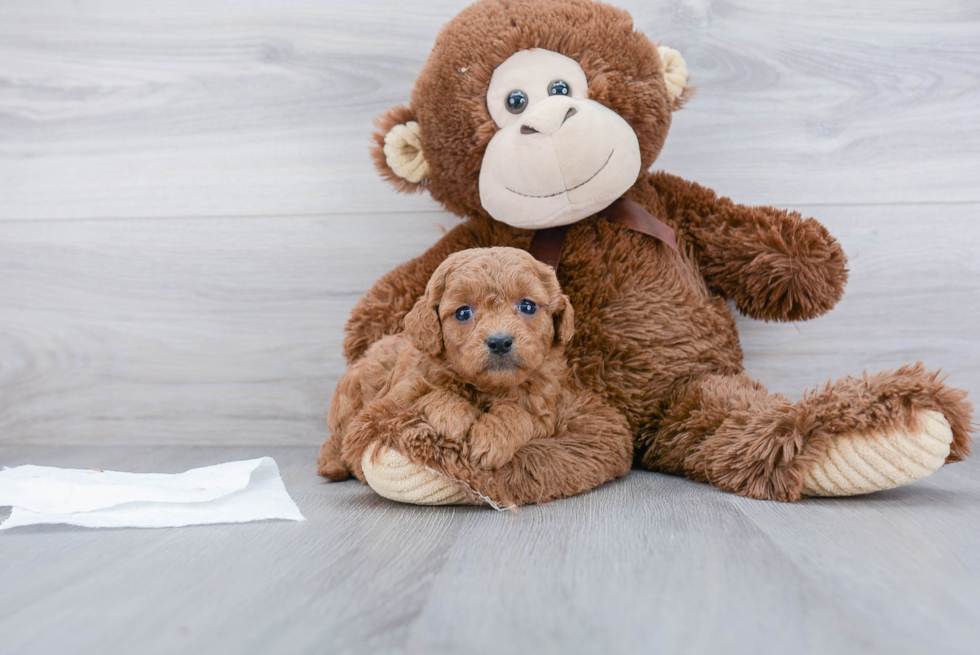 Energetic Cavoodle Poodle Mix Puppy