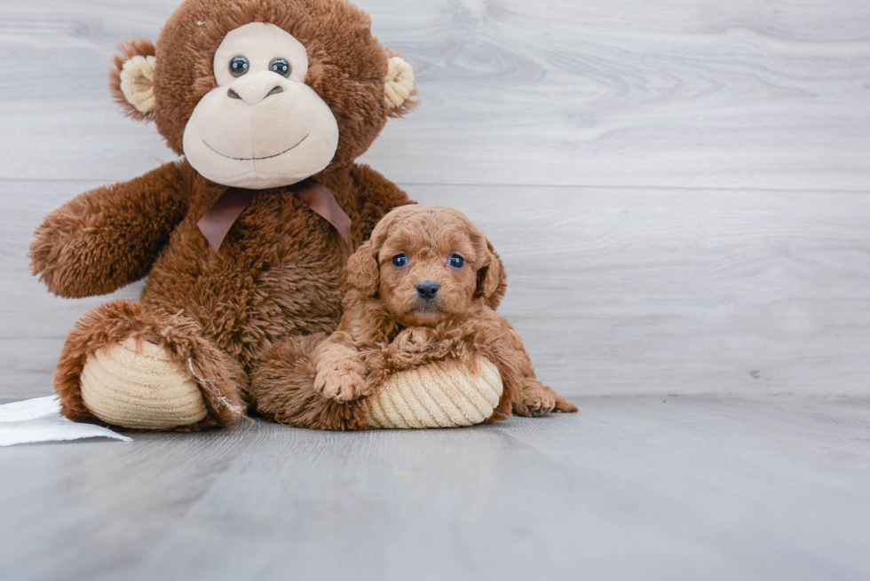 Friendly Cavapoo Baby