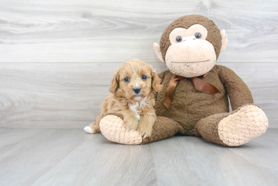 Petite Cavapoo Poodle Mix Pup