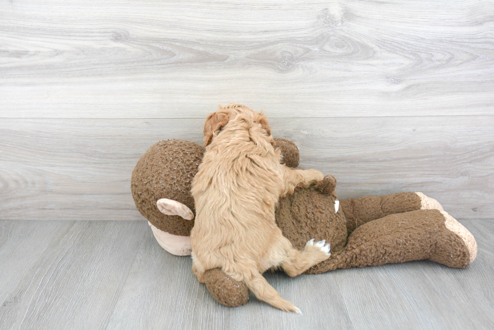 Funny Cavapoo Poodle Mix Pup