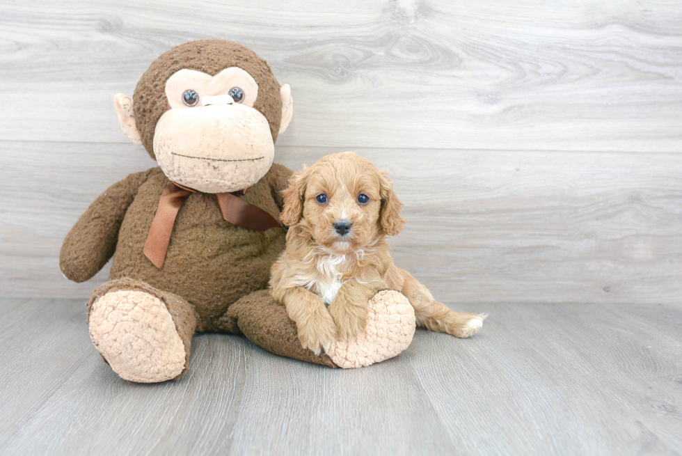 Petite Cavapoo Poodle Mix Pup