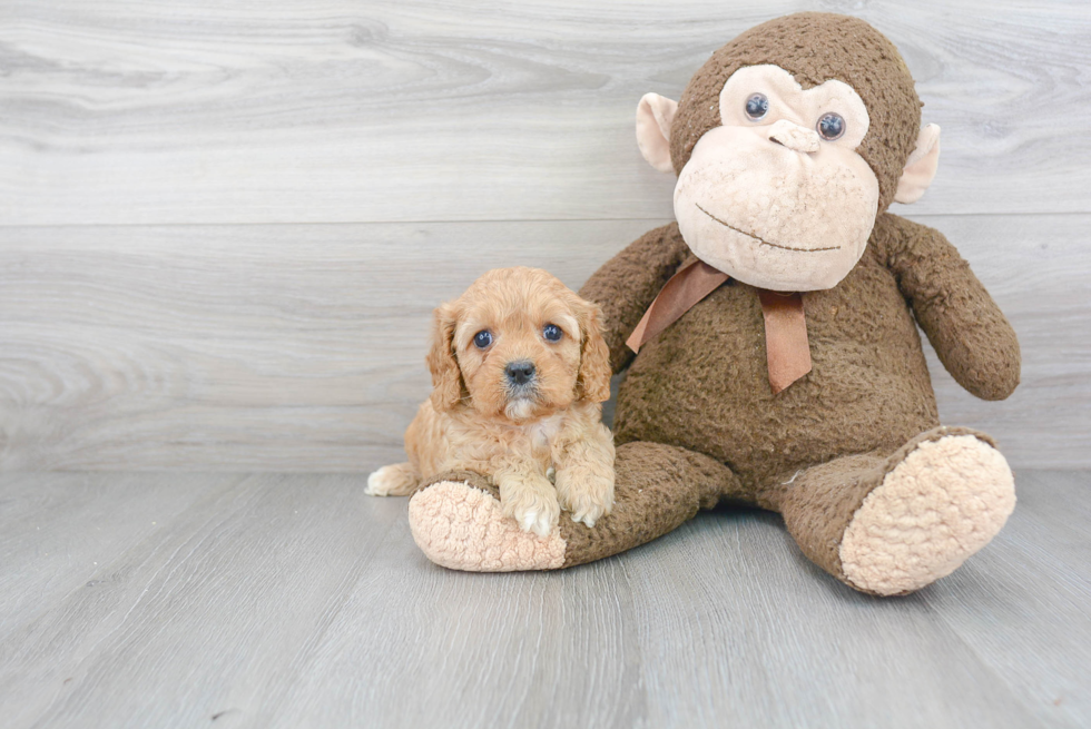 Cavapoo Pup Being Cute