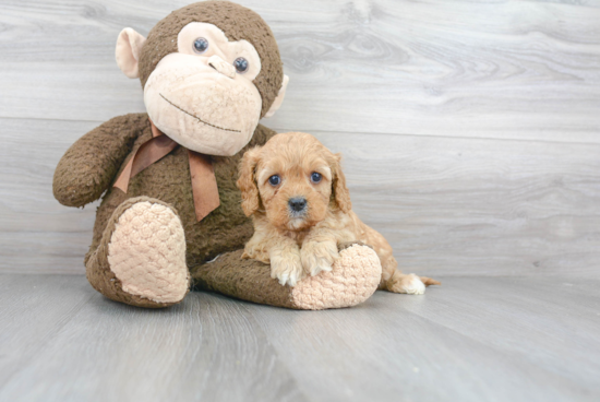 Cavapoo Pup Being Cute