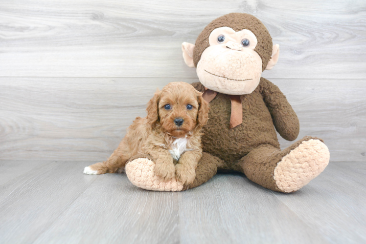 Cavapoo Pup Being Cute