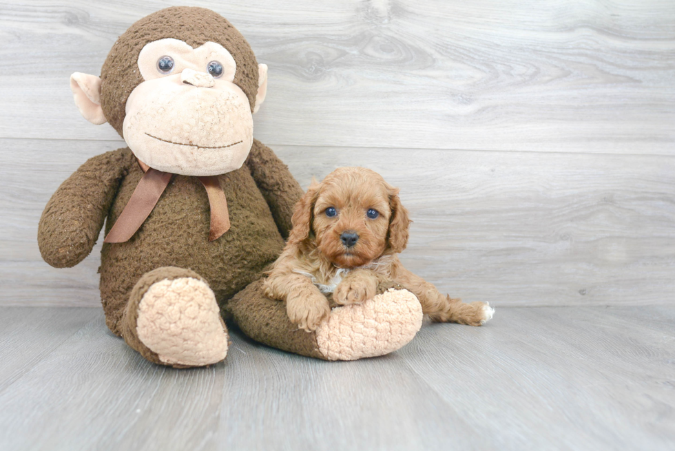 Cavapoo Pup Being Cute