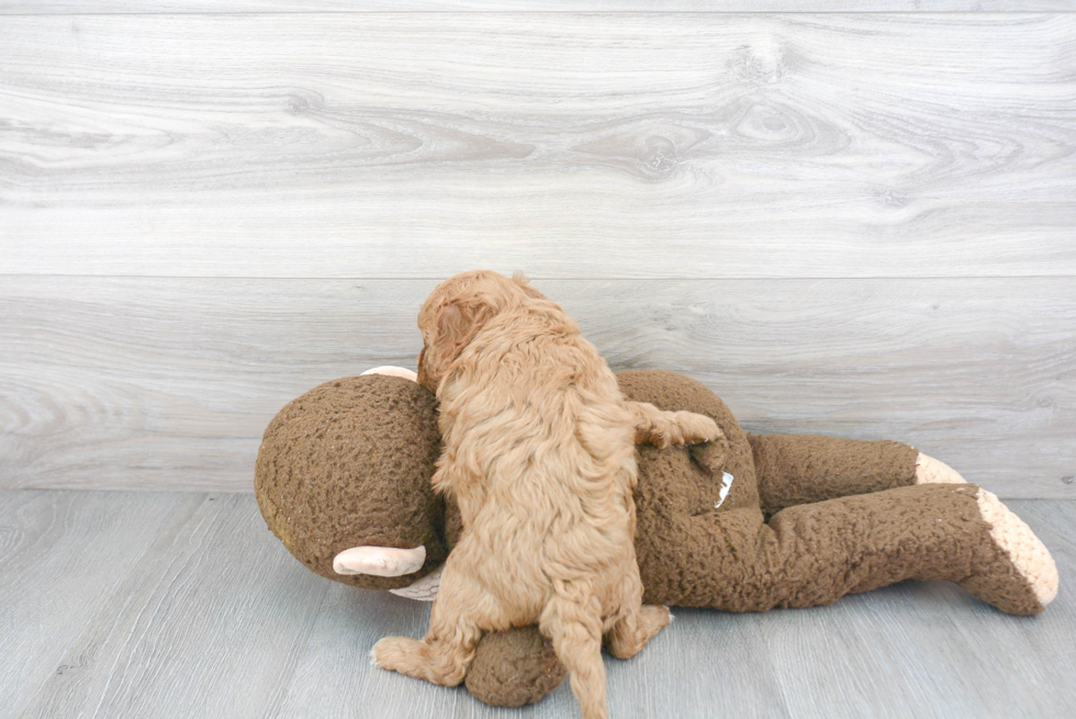 Popular Cavapoo Poodle Mix Pup