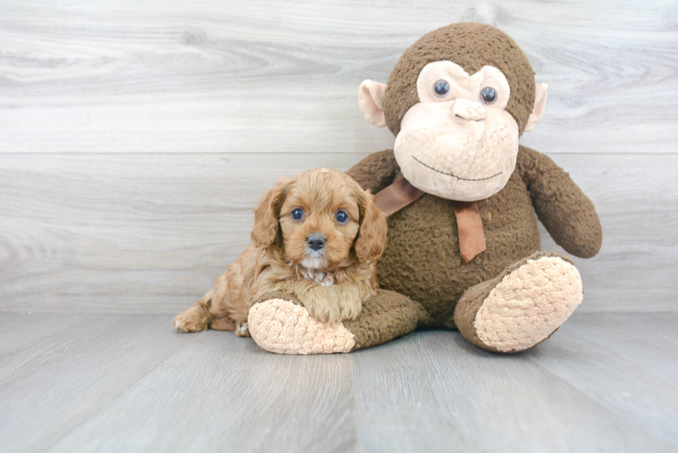 Petite Cavapoo Poodle Mix Pup