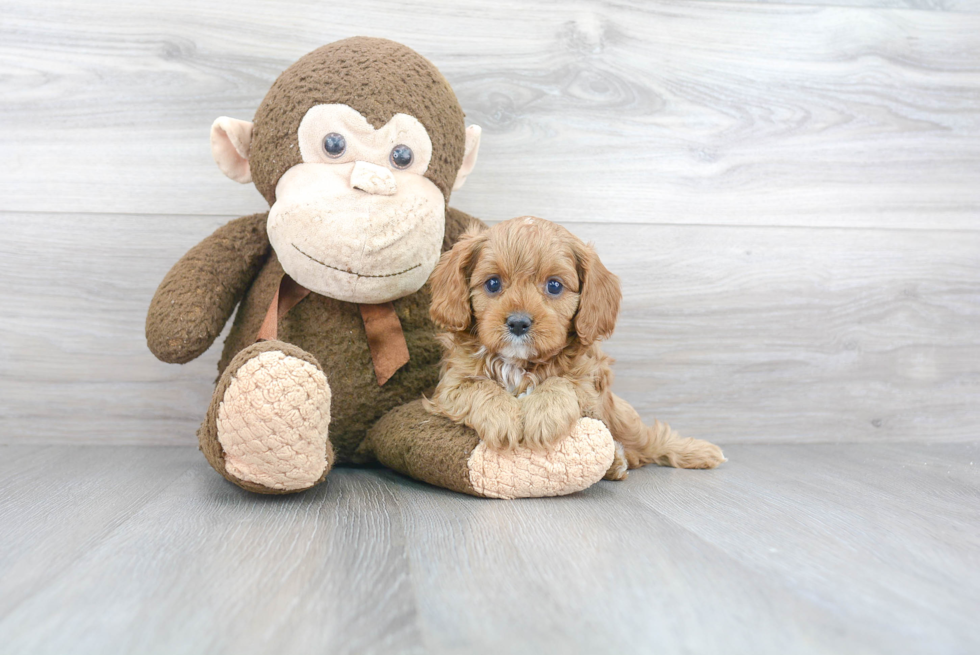 Best Cavapoo Baby