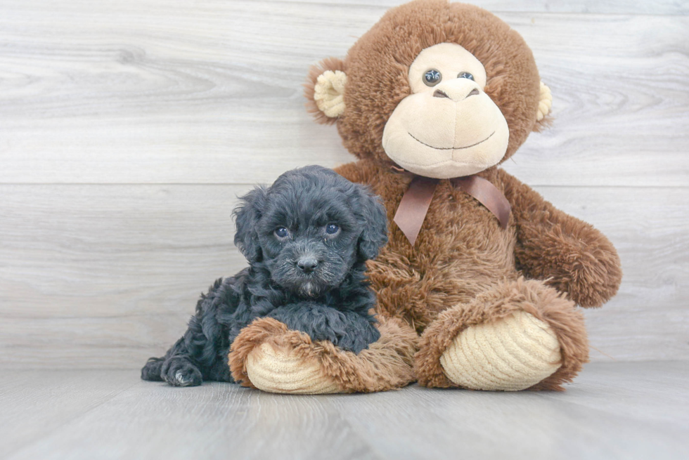 Little Cavoodle Poodle Mix Puppy