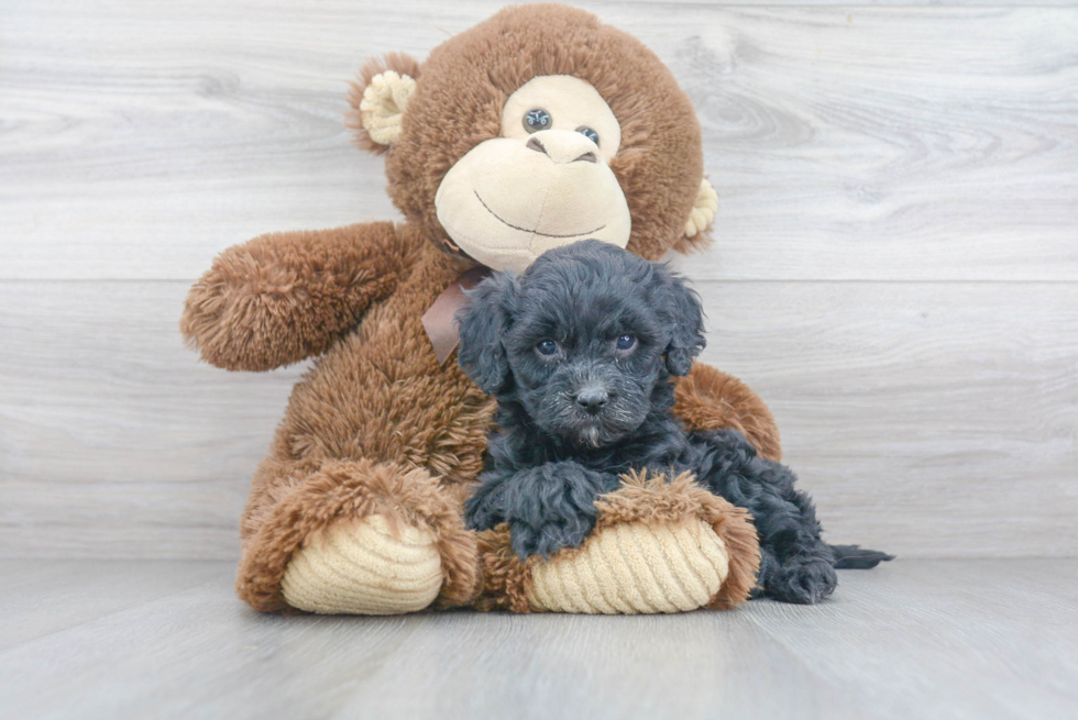 Funny Cavapoo Poodle Mix Pup