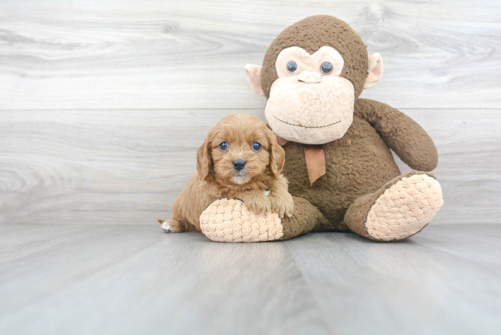 Petite Cavapoo Poodle Mix Pup