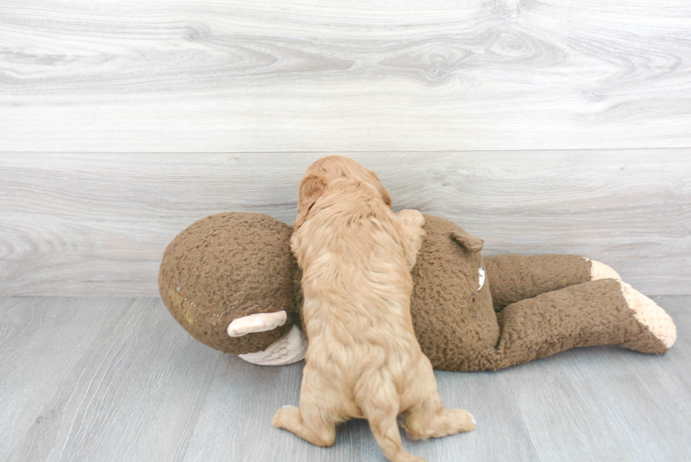 Cavapoo Pup Being Cute