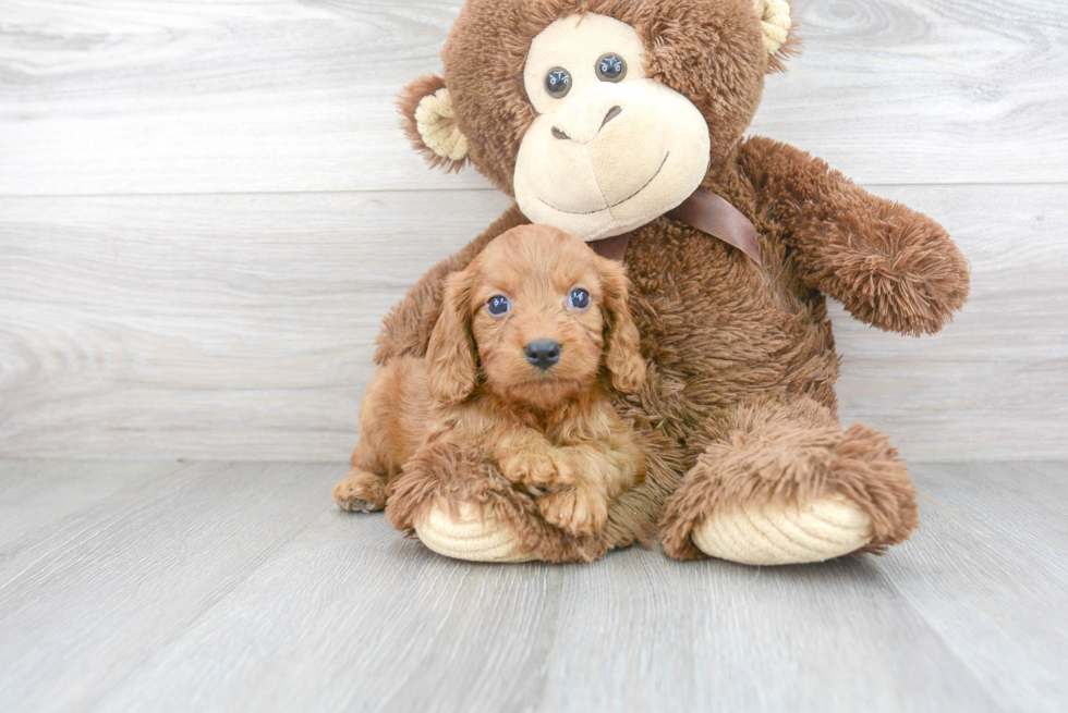 Small Cavapoo Baby