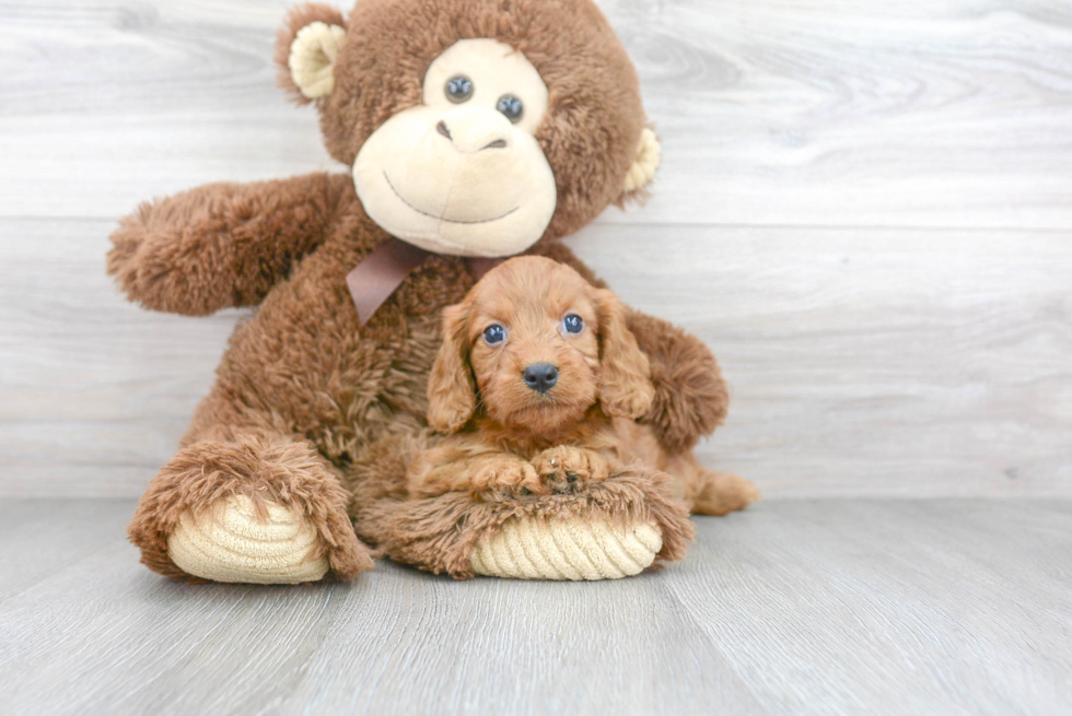 Happy Cavapoo Baby