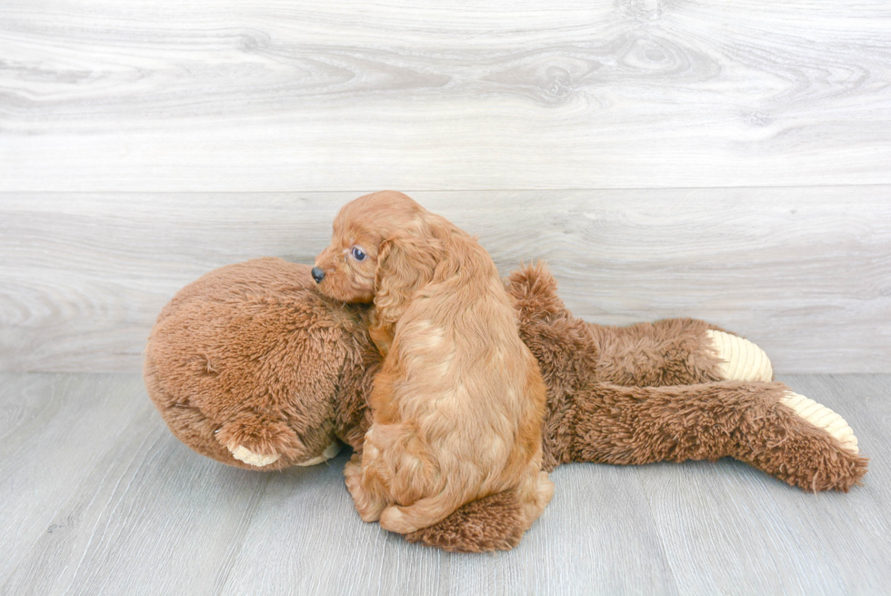 Best Cavapoo Baby