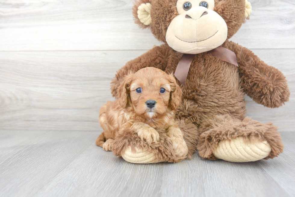 Cavapoo Pup Being Cute