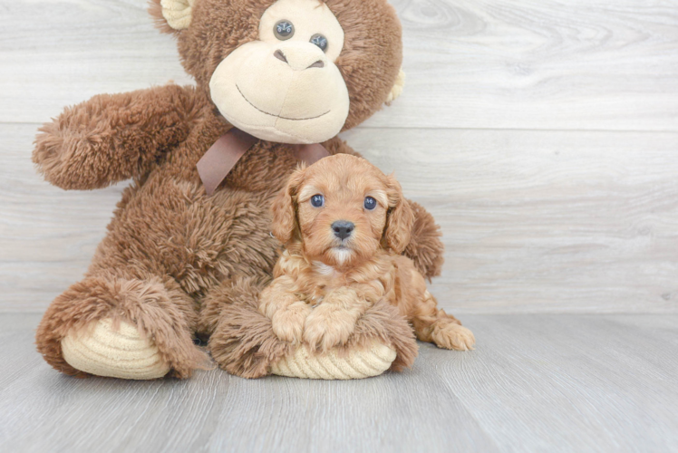 Happy Cavapoo Baby