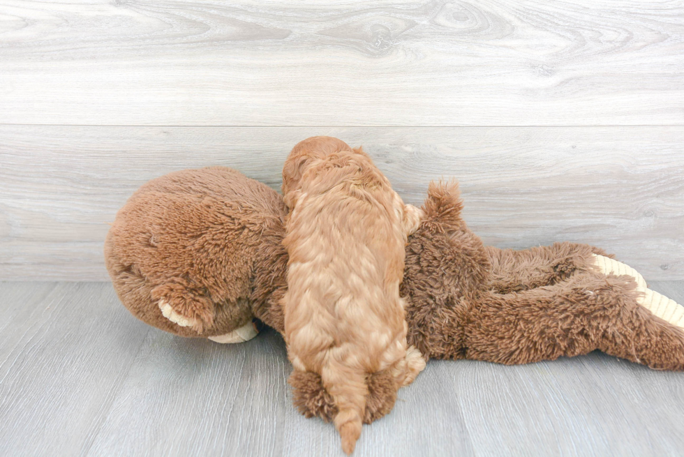 Adorable Cavoodle Poodle Mix Puppy