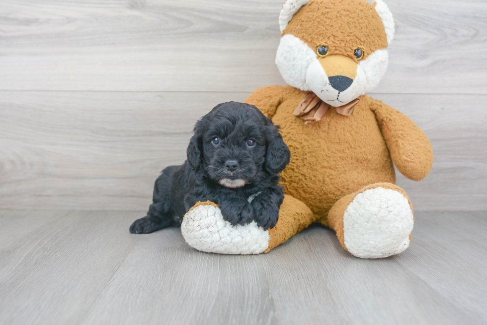 Cavapoo Puppy for Adoption