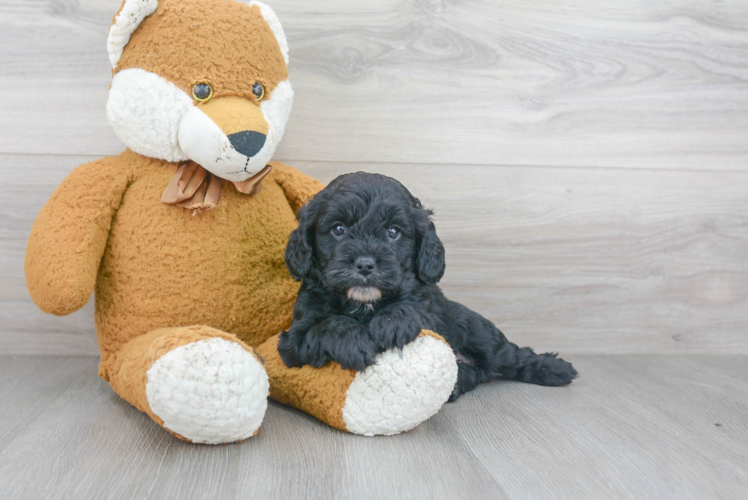 Best Cavapoo Baby