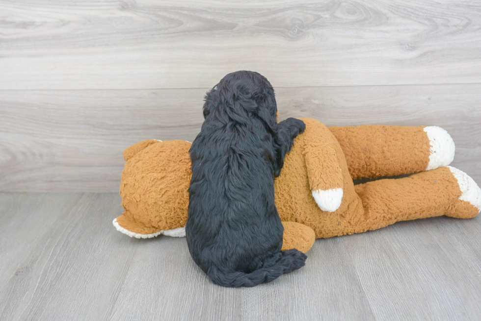 Petite Cavapoo Poodle Mix Pup