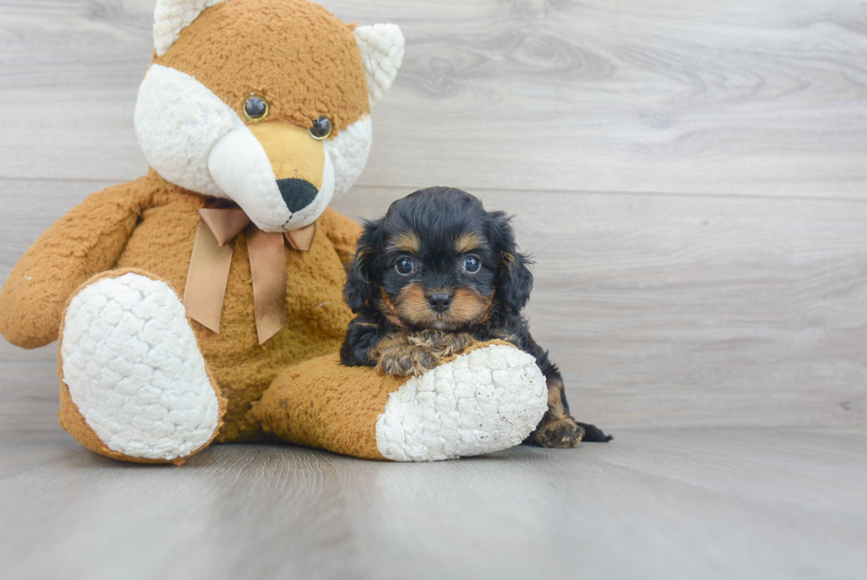 Best Cavapoo Baby